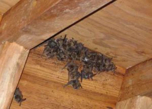 Houston Bat Removal